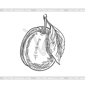 Fresh plum fruit sketch - vector clipart