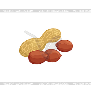 Goober nut, groundnut or peanut legume - vector image