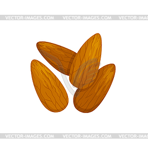 Edible seed of almond nut shelled drupes - vector clipart