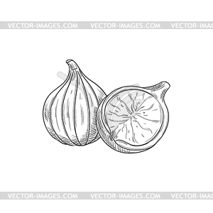 Figs whole and cut sketch, exotic food - royalty-free vector clipart