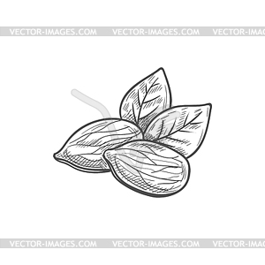 Edible seed of almond nut, leaves sketch - vector image