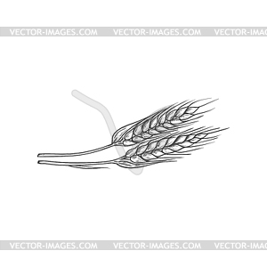 Колосья пшеницы, хлебобулочные эскиз - клипарт в векторе / векторное изображение