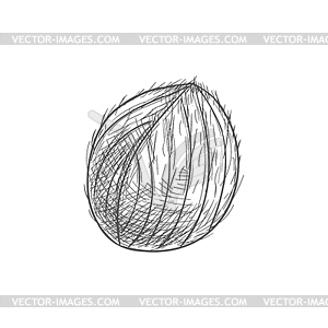 Coconut fruit in nutshell tropical food - white & black vector clipart