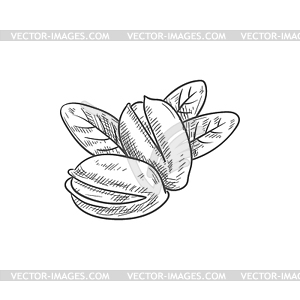 Pistachio nuts peeled and in shell with leaves - vector image