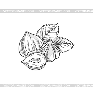 Filbert cobnut, peeled hazelnuts with leaf sketch - vector image