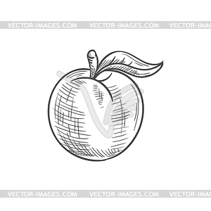 Peach or apricot summer fruit with leaf - royalty-free vector clipart