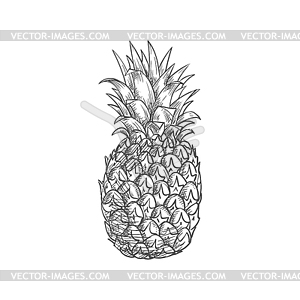 Ananas or pineapple tropical fruit sketch - vector image