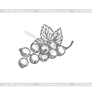 Berries of black currant fruit with leaf - vector clipart / vector image