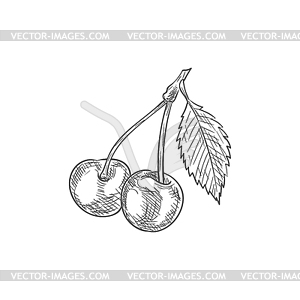 Bunch of cherries with leaf berry fruits - vector clip art