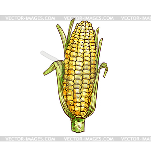 Corn cob maize with green leaves sketch - vector image