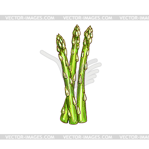 Asparagus officinalis stalk kitchen herb - vector clipart