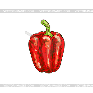 Red bulgarian sweet pepper veggie sketch - color vector clipart