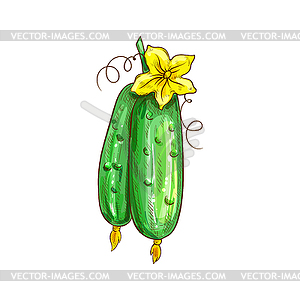 Green cucumbers and flower blossom sketch - vector clipart