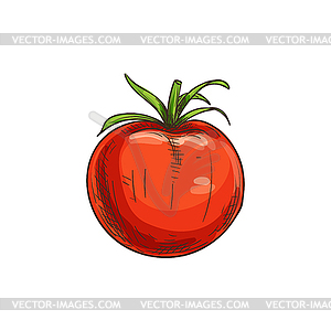 Red tomato berry vegetable sketch - vector clipart