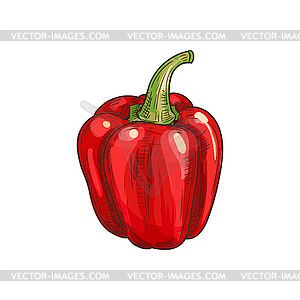 Red bulgarian sweet pepper veggie sketch - vector clip art