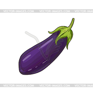 Purple eggplant isolate aubergine vegetable sketch - vector image