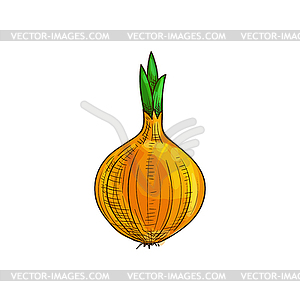 Onion bulb vegetable root sketch - vector clipart