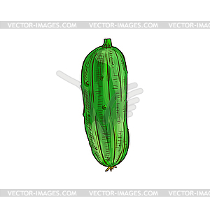 Green cucumbers and flower blossom sketch - vector clipart