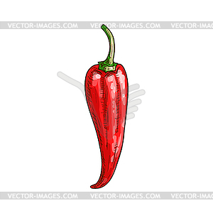 Red hot chili pepper veggie sketch - vector clipart / vector image