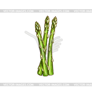 Asparagus officinalis stalk kitchen herb - vector clipart