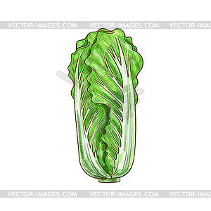 Chinese or peking cabbage Romaine lettuce - vector clipart