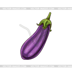 Фиолетовый баклажан изолировать баклажан овощной эскиз - векторный графический клипарт
