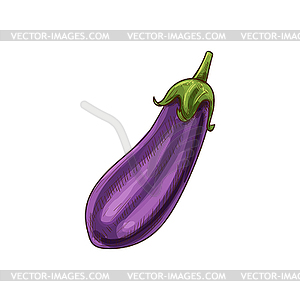 Purple eggplant isolate aubergine vegetable sketch - vector clipart