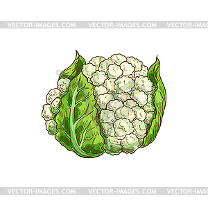 Cauliflower cabbage, large immature flower head - vector image