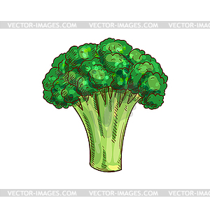 Stem of broccoli organic vegetarian food - vector clipart