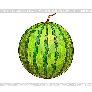 Whole green striped watermelon sketch - vector clip art