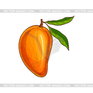 Mango exotic food dessert and leaf sketch - vector image