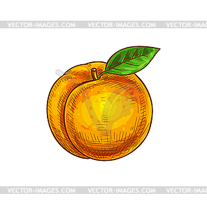 Peach or apricot summer fruit with leaf - vector clipart