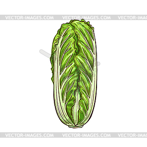 Chinese or peking cabbage Romaine lettuce - vector clipart