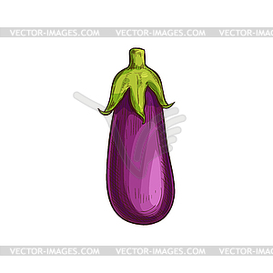 How To Draw An Eggplant  My How To Draw