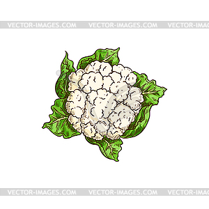 Cauliflower cabbage, large immature flower head - vector clipart