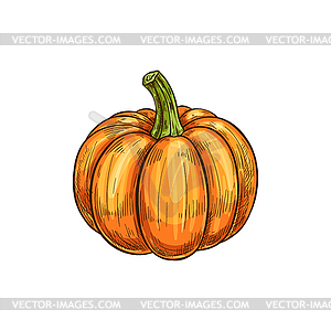 Orange pumpkin with stem raw gourd squash - vector clip art