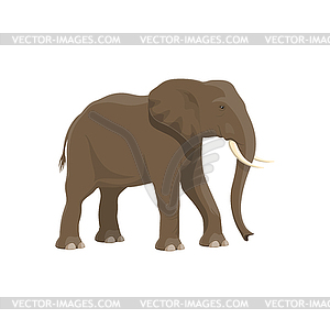 Elephant, African safari zoo and hunt wild animal - vector image