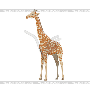 Giraffe, African safari zoo and hunt wild animal - vector clip art