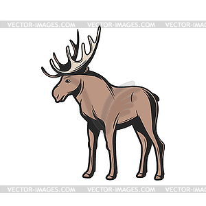 Elk moose, wild zoo and hunt animal - vector image