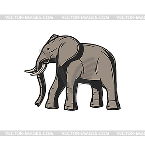 Elephant, African safari hunt and wild zoo animal - vector clipart