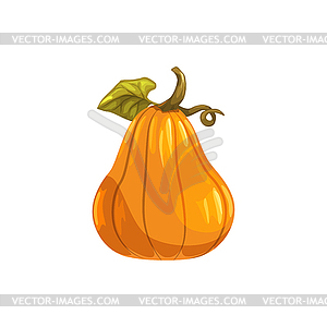 Ripe autumn pumpkin organic vegetable - vector image