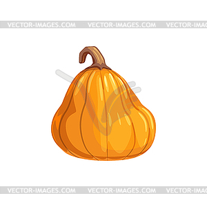 Pumpkin in realistic design gourd squash - vector image