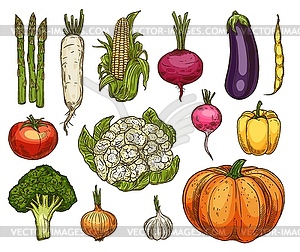 Farm vegetables, sketches - vector clipart