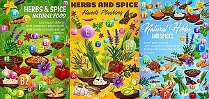 Herbs and spices, food seasonings - vector clipart / vector image