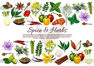 Chilli, pepper, cinnamon, garlic. Spice and herbs - vector image