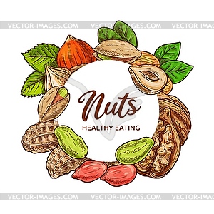 Nuts sketch, peanut legume beans, almonds, walnuts - vector clipart