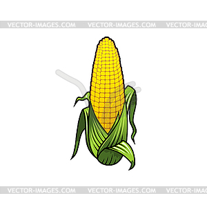 Corn cob cartoon - vector clipart