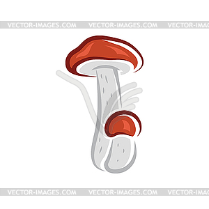 Baorangia edible mushroom fungi, red cap - vector image