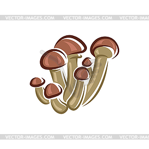 Enoki mushrooms, brown caps edible fungi - vector image