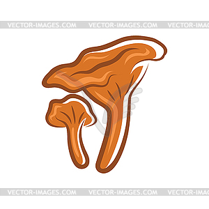 Edible fungus Chanterelle mushroom - vector clipart